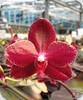 Phal. Salus Fragrancy